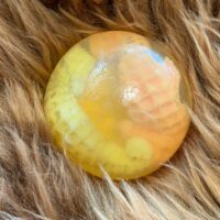 Orange & lemon fragranced Seahorse Soap in a gift bag