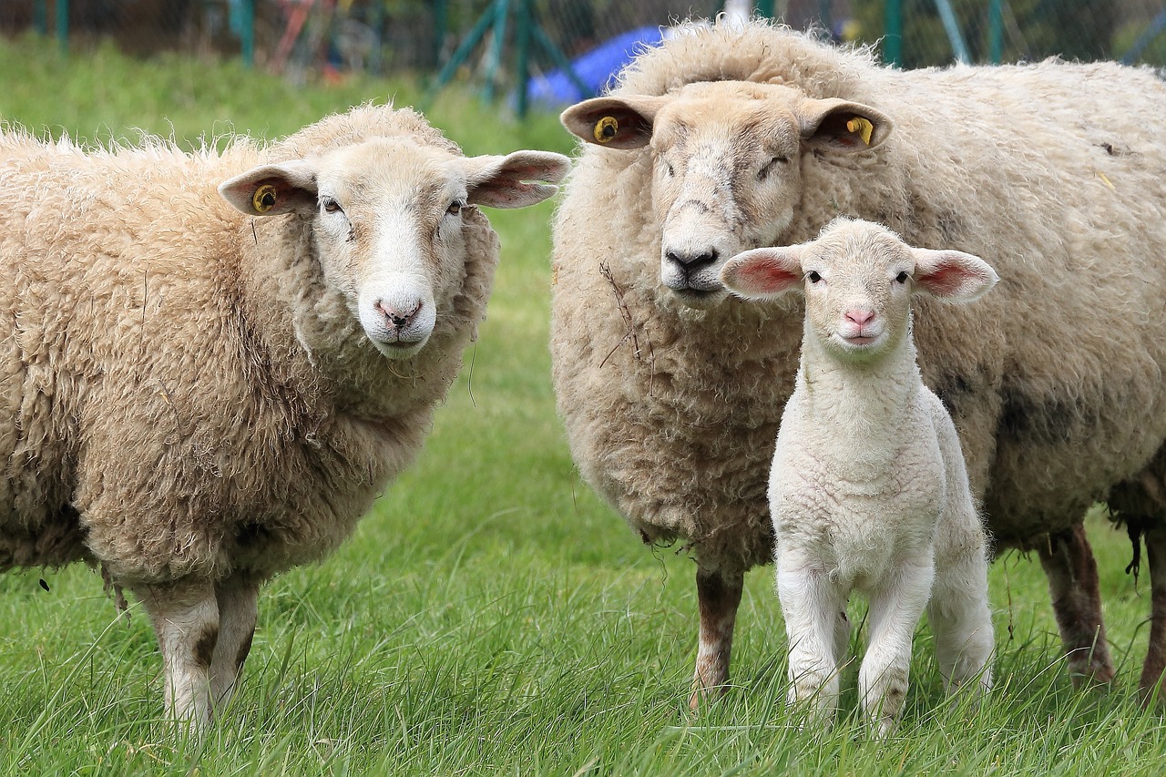 How to care for wool